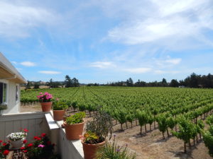 Sonoma County Vineyard For Sale