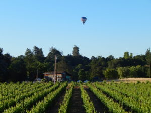 Sonoma County Vineyard For Sale